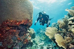 Underwater Photography 2